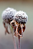 ECHINACEA, ECHINACEA, PURPLE CONEFLOWER