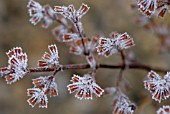 MELISSA OFFICINALIS, LEMON BALM