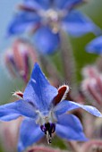 BORAGO OFFICINALIS, BORAGE