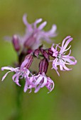 LYCHNIS FLOS-CUCULI, RAGGED ROBIN