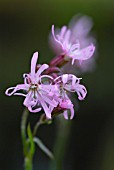 LYCHNIS FLOS-CUCULI, RAGGED ROBIN