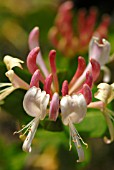 LONICERA “THE EARLY DUTCH”, HONEYSUCKLE