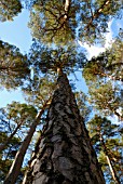 PINUS SYLVESTRIS, PINE - SCOTS PINE