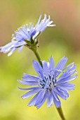 CICHORIUM INTYBUS, CHICORY