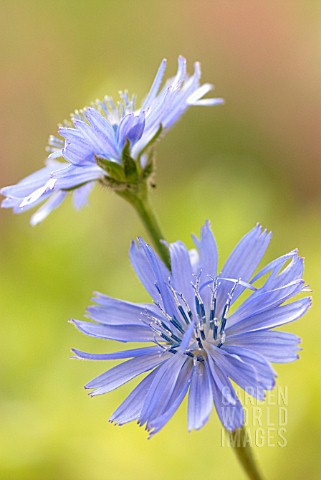 CICHORIUM_INTYBUS_CHICORY