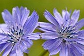 CICHORIUM INTYBUS, CHICORY