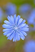 CICHORIUM INTYBUS, CHICORY