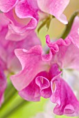 LATHYRUS ODORATUS, SWEET PEA