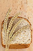 TRITICUM AESTIVUM ‘SQUAREHEADS MONSTER’, WHEAT - BREAD WHEAT