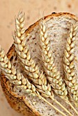 TRITICUM AESTIVUM ‘SQUAREHEADS MONSTER’, WHEAT - BREAD WHEAT