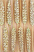 TRITICUM AESTIVUM ‘SQUAREHEADS MONSTER’, WHEAT - BREAD WHEAT