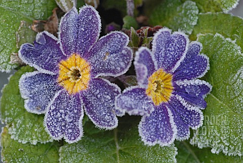 PRIMULA_PRIMULA_PRIMROSE