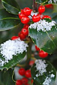 ILEX, HOLLY