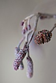 ALNUS GLUTINOSA, ALDER