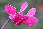 CYCLAMEN ‘ALPINE VIOLET’, CYCLAMEN