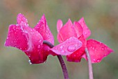 CYCLAMEN ‘ALPINE VIOLET’, CYCLAMEN