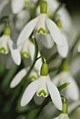 GALANTHUS NIVALIS, SNOWDROP