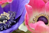 ANEMONE CORONARIA DE CAEN, ANEMONE