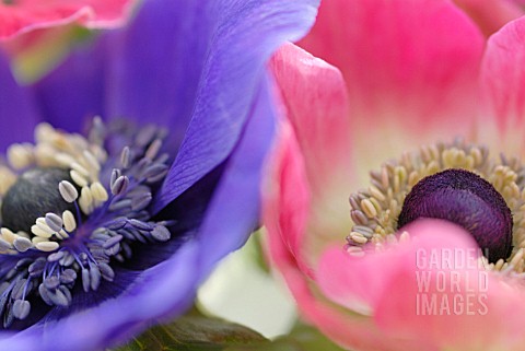 ANEMONE_CORONARIA_DE_CAEN_ANEMONE