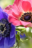 ANEMONE CORONARIA DE CAEN, ANEMONE