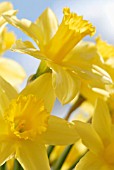 NARCISSUS, DAFFODIL