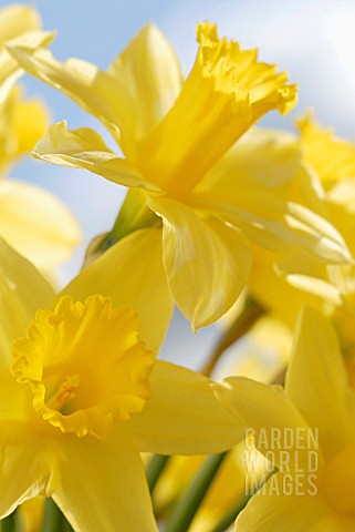 NARCISSUS_DAFFODIL