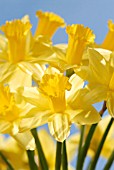 NARCISSUS, DAFFODIL