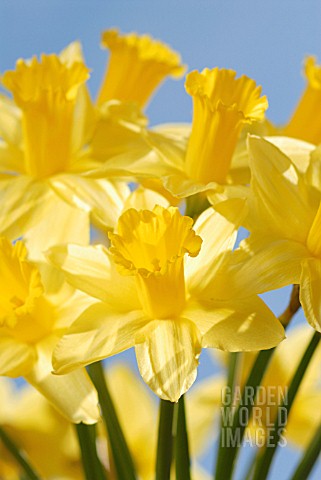 NARCISSUS_DAFFODIL