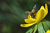 ERANTHIS HYEMALIS, ACONITE