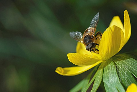 ERANTHIS_HYEMALIS_ACONITE