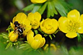 ERANTHIS HYEMALIS, ACONITE