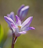 CHIONODOXA, GLORY-OF-THE-SNOW