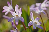 CHIONODOXA, GLORY-OF-THE-SNOW