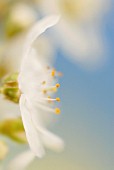 PRUNUS AVIUM, CHERRY