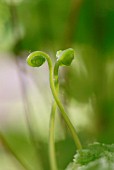 ADIANTUM, MAIDEN HAIR FERN