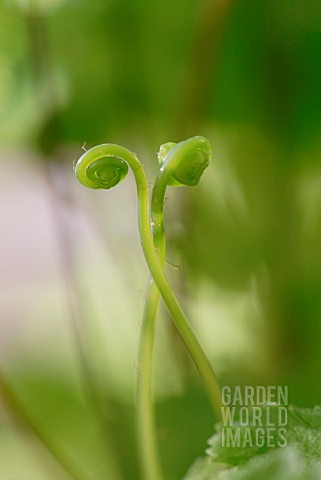 ADIANTUM_MAIDEN_HAIR_FERN