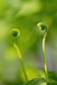 ADIANTUM, MAIDEN HAIR FERN