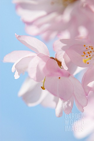 PRUNUS_CHERRY