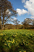 NARCISSUS PSEUDONARCISSUS, DAFFODIL