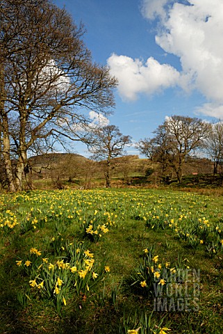 NARCISSUS_PSEUDONARCISSUS_DAFFODIL