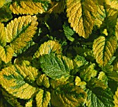 MELISSA OFFICINALIS, LEMON BALM