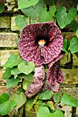 ARISTOLOCHIA GRANDIFLORA, PELICAN FLOWER