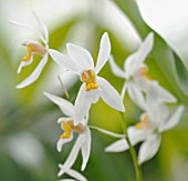 COELOGYNE NITIDA, ORCHID