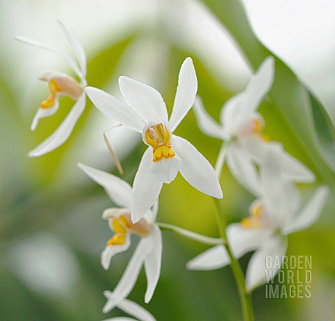 COELOGYNE_NITIDA_ORCHID