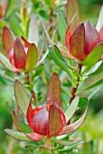 LEUCADENDRON PROTECEA ‘SAFARI SUNSET’, PROTEA