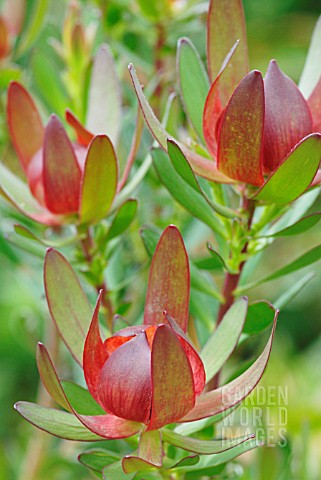 LEUCADENDRON_PROTECEA_SAFARI_SUNSET_PROTEA