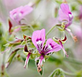 PELARGONIUM CAPITATUM ‘STORKSBILL’, PELARGONIUM