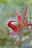 LEUCADENDRON PROTECEA ‘SAFARI SUNSET’, PROTEA