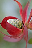 LEUCADENDRON PROTECEA ‘SAFARI SUNSET’, PROTEA