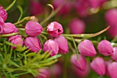 BORONIA HETEROPHYLLA, RED BORONIA